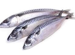 Mackrel Fish